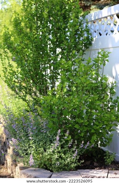 Catmint Rose Sharon Bushes Growing Garden Stock Photo 2223526095 | Shutterstock