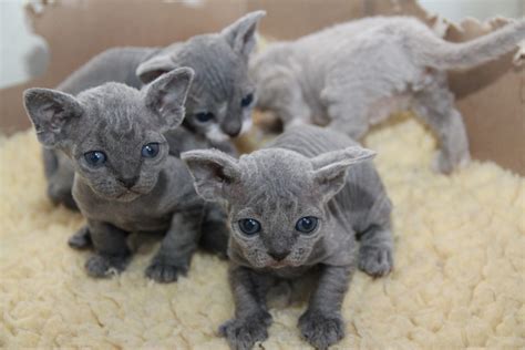 Devon Rex Cat Breed - affectionate, pixie ear cat