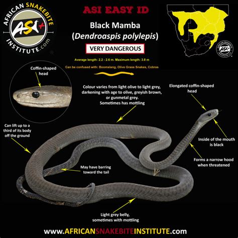 True facts about the Black Mamba - African Snakebite Institute