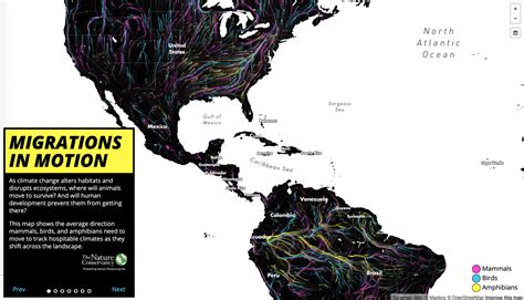 Animated Map Shows Animal and Bird Migrations - Geography Realm