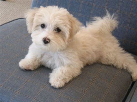 #yorkieadult | Maltipoo puppy, Havanese puppies, Maltese poodle mix