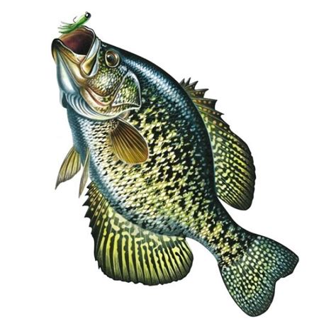 clipart crappie 10 free Cliparts | Download images on Clipground 2024