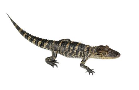 9,555 Alligator Teeth Photos - Free & Royalty-Free Stock Photos from Dreamstime - Page 2