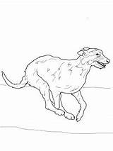 Whippet Coloring Pages At GetColoringscom  Free Printable Colorings sketch template