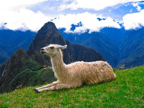 File:Machu Picchu Llama 2.jpg - Wikimedia Commons