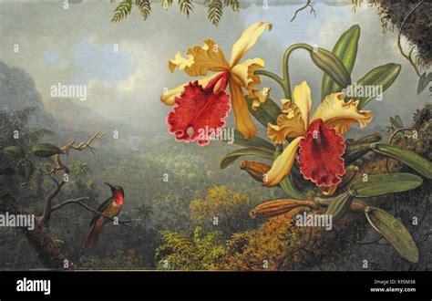 Martin Johnson Heade Orchids And Hummingbird Stock Photo - Alamy