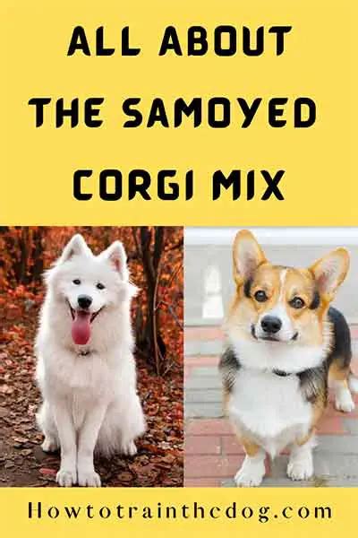 All About The Samoyed Corgi Mix (Corgoyed) With Pictures