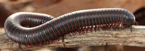 Millipede Identification Guide