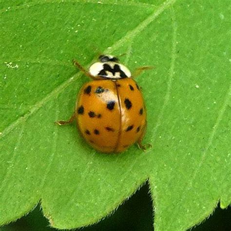 Orange Ladybugs | orange 9 spot ladybug gardening helper orange 9 spot ladybug gardening ...