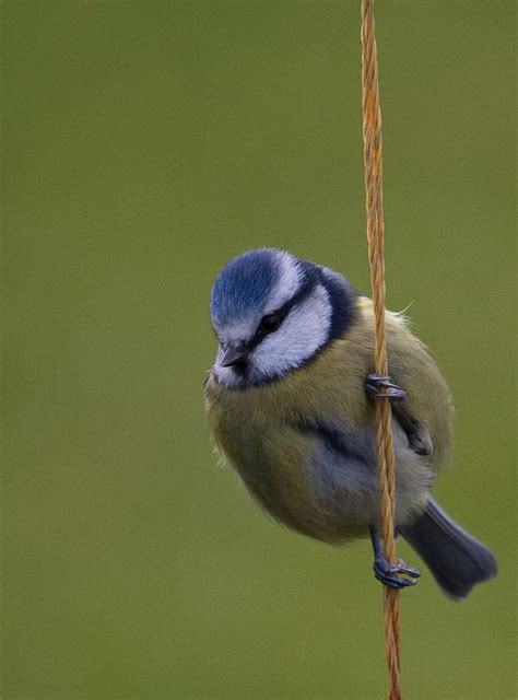 Irish Wildlife Photography: Garden Birds