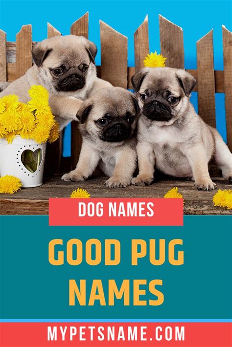 Good Pug Names | Pug names, Cute pet names, Pugs