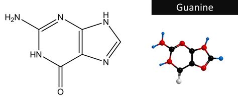 Guanine Images – Browse 261,782 Stock Photos, Vectors, and Video ...