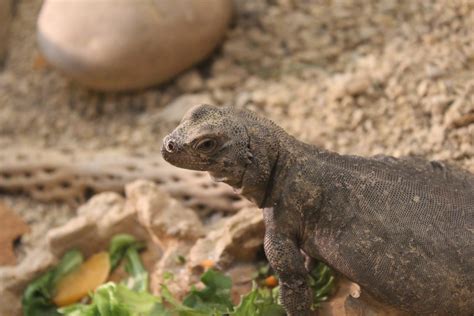 Common Chuckwalla - Lindsay Wildlife Experience