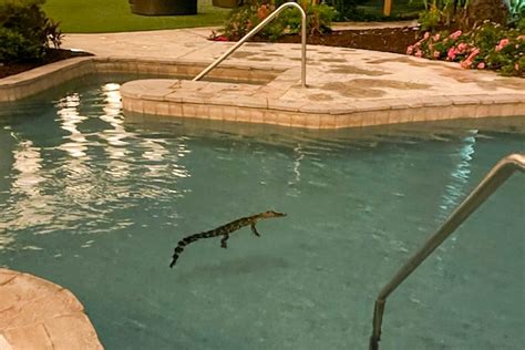 Lake Charles Casino Guests Shocked to Find Alligator in Pool