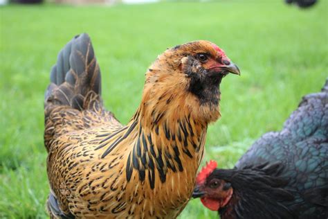 Ameraucana or EE? Color wrong, but fits standard otherwise! | BackYard Chickens - Learn How to ...