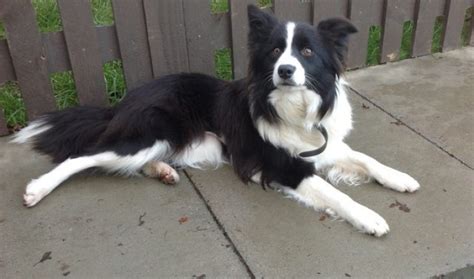 Border Collie Info, Temperament, Puppies, Pictures