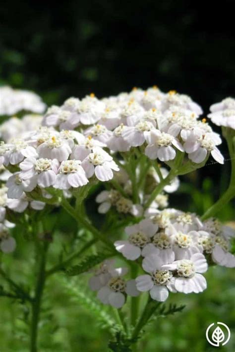 Yarrow Tea Benefits: Reasons to keep it in the pantry | All Natural Ideas