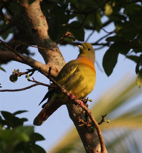 Mark James Pearson: Orange-breasted Green Pigeons, India