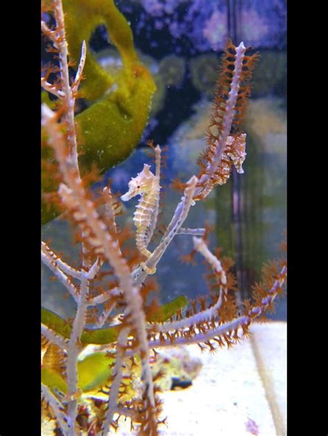 Tank bred dwarf Seahorses are available. They are eating live artemia. | Seahorse tank, Reef ...