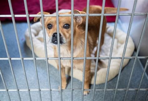 OC Animal Care shelter open to public by appointment only during coronavirus pandemic – Orange ...