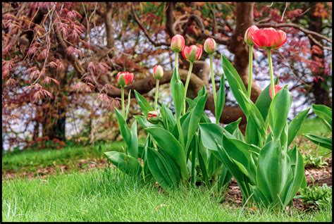 In our garden – tulips – Photography, Images and Cameras