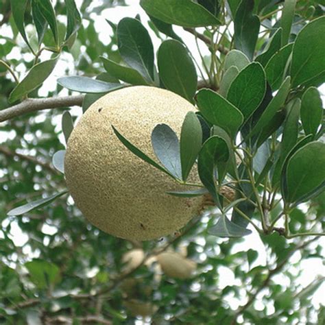 Wood Apple - Fruit Plants & Tree – Exotic Flora