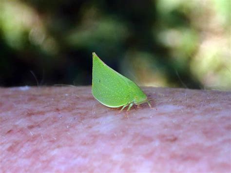 Green planthopper | Insects and Organic Gardening