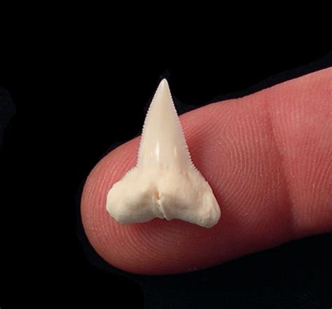 Modern Hammerhead Shark Teeth for sale: BuriedTreasureFossils