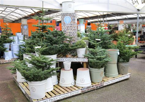 Real Christmas trees at Squire's Garden Centres Christmas Plants, Real Christmas Tree, Christmas ...