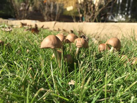 Please help identify!!! Wild Texas backyard Mushrooms - Mushroom Hunting and Identification ...