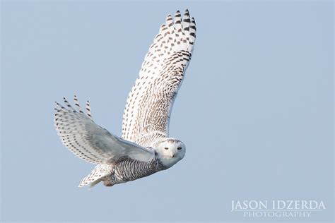 Snowy Owl in Flight | An owl makes flying look effortless an… | Flickr