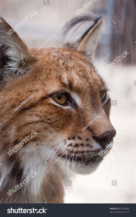 Closeup Shot Of Lynx Head Stock Photo 87283948 : Shutterstock