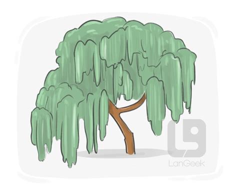 Definition & Meaning of "Willow tree" | LanGeek