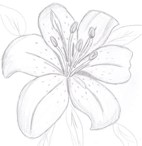 Easy Flower Drawings, Flower Sketches, Easy Drawings, Drawing Sketches ...