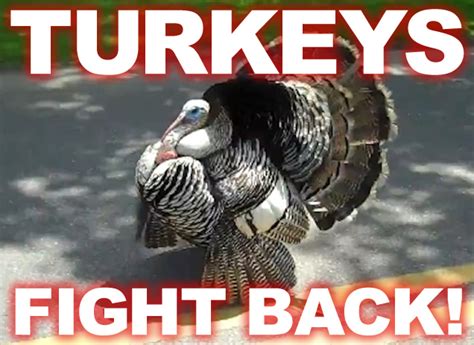 Turkeygeddon: The Thirteen Best Turkey Attack Videos - Eater