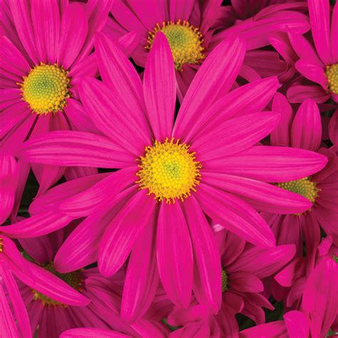 Milton™ Dark Pink | Syngenta Flowers