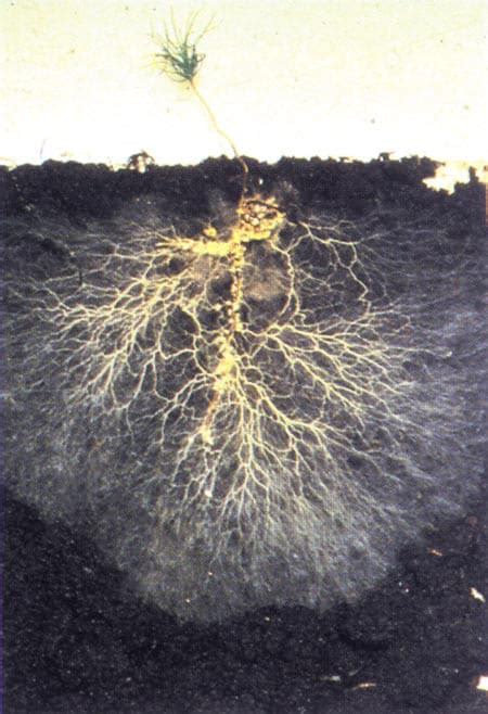 Beneficial Mycorrhizal Fungi - Mycorrhiza – BioAg Products