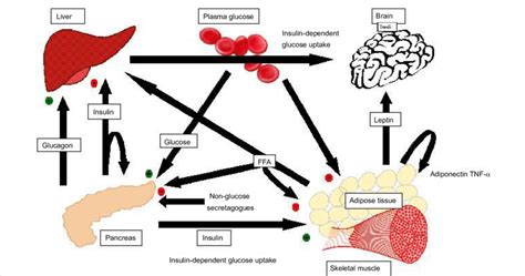 Insulin Glucagon Cycle