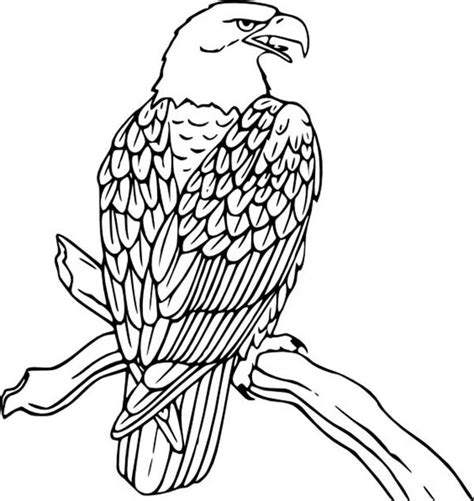 American Eagle Drawing at GetDrawings | Free download