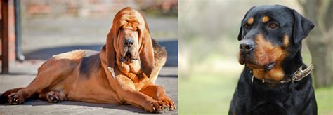 Bloodhound vs Rottweiler - Breed Comparison | MyDogBreeds