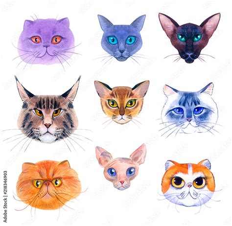 breeds of cats on a white background Stock Illustration | Adobe Stock