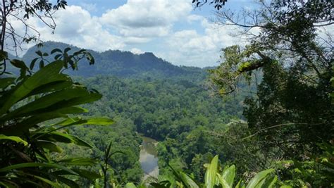 In Borneo, healthy people equals healthy forests