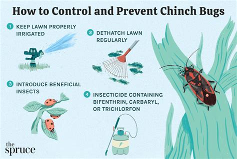 Identifying and Controlling Chinch Bugs