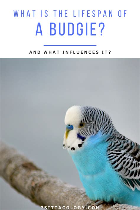 How Long Does A Budgie Live? All About Budgie Lifespan - Psittacology