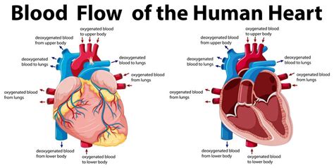 Blood flow of the human heart 416577 Vector Art at Vecteezy