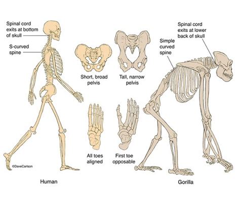 Differences between Man and Apes - Online Science Notes