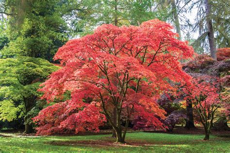 In the Garden: Japanese Maples | Crozet Gazette