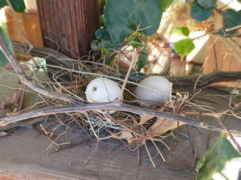 Laughing Dove Nest with Eggs | Project Noah