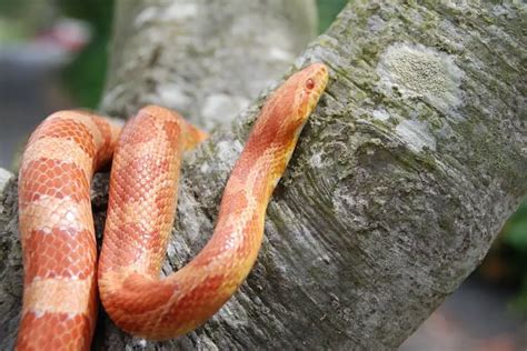 Albino Corn Snakes for Beginners (Care Sheet & Advice) - Everything ...