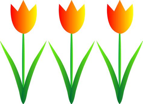 Orange tulips clipart - Clipground